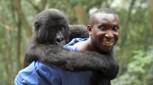 virunga2014b